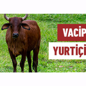 2026 Vacip Kurban Yurtiçi